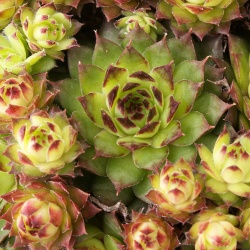 Sempervivum - Dachwurz - Hauswurz